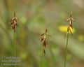 Carex_pulicaris_a272