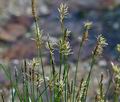 Carex_pulicaris_bt4834