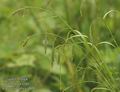 Carex_sylvatica_a608