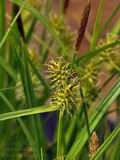 Carex_viridula_br6530