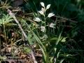 Cephalanthera_longifolia_11529