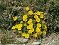 Chrysanthemum_coronarium_4686