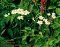 Chrysanthemum_corymbosum_6535