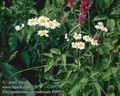 Chrysanthemum_corymbosum_8552