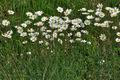 Chrysanthemum_leucanthemum_bj9249