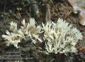 Clavulina_coralloides_ab7490