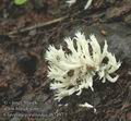 Clavulina_coralloides_ab7497
