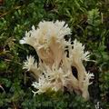 Clavulina_coralloides_bp4562