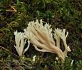 Clavulina_coralloides_bp4568