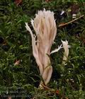 Clavulina_coralloides_bp4569