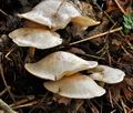 Clitocybe_phyllophila_jf9742