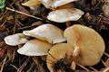 Clitocybe_phyllophila_jf9745