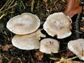Clitocybe_phyllophila_jf9746