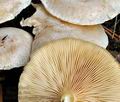 Clitocybe_phyllophila_jf9753