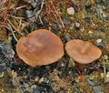 Clitocybe_sinopica_bn9723