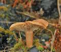 Clitocybe_sinopica_bn9728