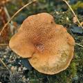 Clitocybe_sinopica_bn9734