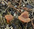 Clitocybe_sinopica_br4865