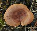 Clitocybe_sinopica_br4873