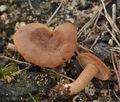 Clitocybe_sinopica_br4881