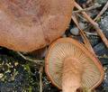 Clitocybe_sinopica_br4887
