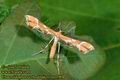Cnaemidophorus_rhododactylus_796