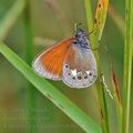 Coenonympha_glycerion_bc8512