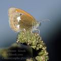 Coenonympha_glycerion_d2386