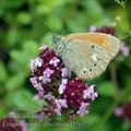 Coenonympha_glycerion_d2562