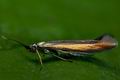 Coleophora_alcyonipennella_cd3183s