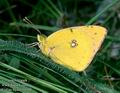 Colias_hyale_10348