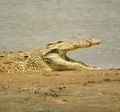 Crocodylus_niloticus_da8882