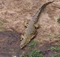 Crocodylus_niloticus_pa2181281