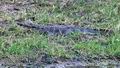Crocodylus_palustris_fe1547