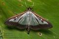 Cydalima_perspectalis_cr2675s