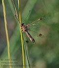 Deleproctophylla_australis_dt0362s