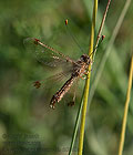 Deleproctophylla_australis_dt0365s