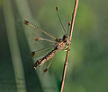 Deleproctophylla_australis_dt0392s