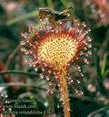 Drosera_rotundifolia_6362