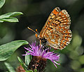 Euphydryas_desfontainii_dx0446