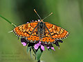 Euphydryas_desfontainii_dx0722