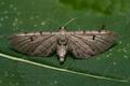 Eupithecia_absinthiata_co1535s