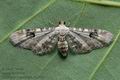 Eupithecia_centaureata_cx2285s