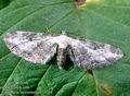 Eupithecia_succenturiata_10788