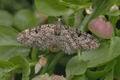 Eupithecia_tantillaria_ah2959