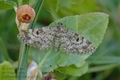 Eupithecia_tantillaria_ah3021
