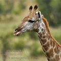 Giraffa_camelopardalis_ba7291
