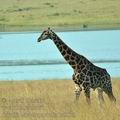 Giraffa_camelopardalis_ba9573