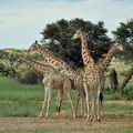 Giraffa_camelopardalis_bb2342