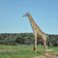 Giraffa_camelopardalis_bb2369
